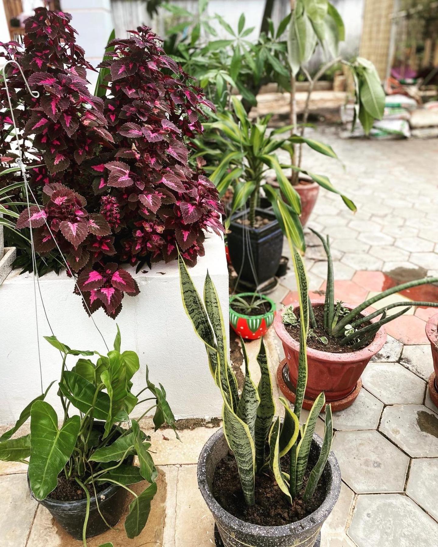 Bloom Garden Bed & Breakfast Сиемрип Экстерьер фото